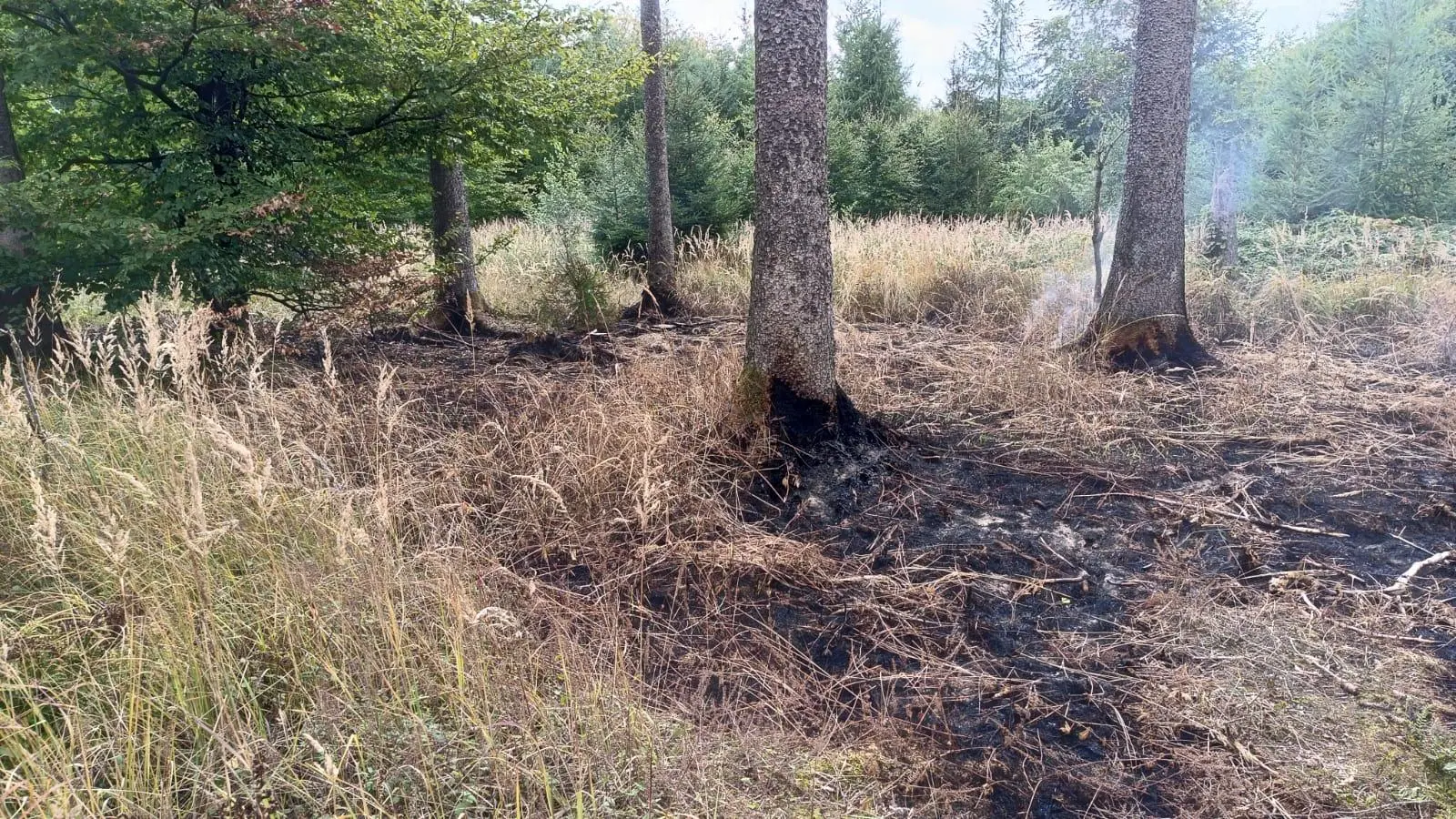 Forstmitarbeiter entdecken einen großen Schwelbrand im Deister.  (Foto: privat)