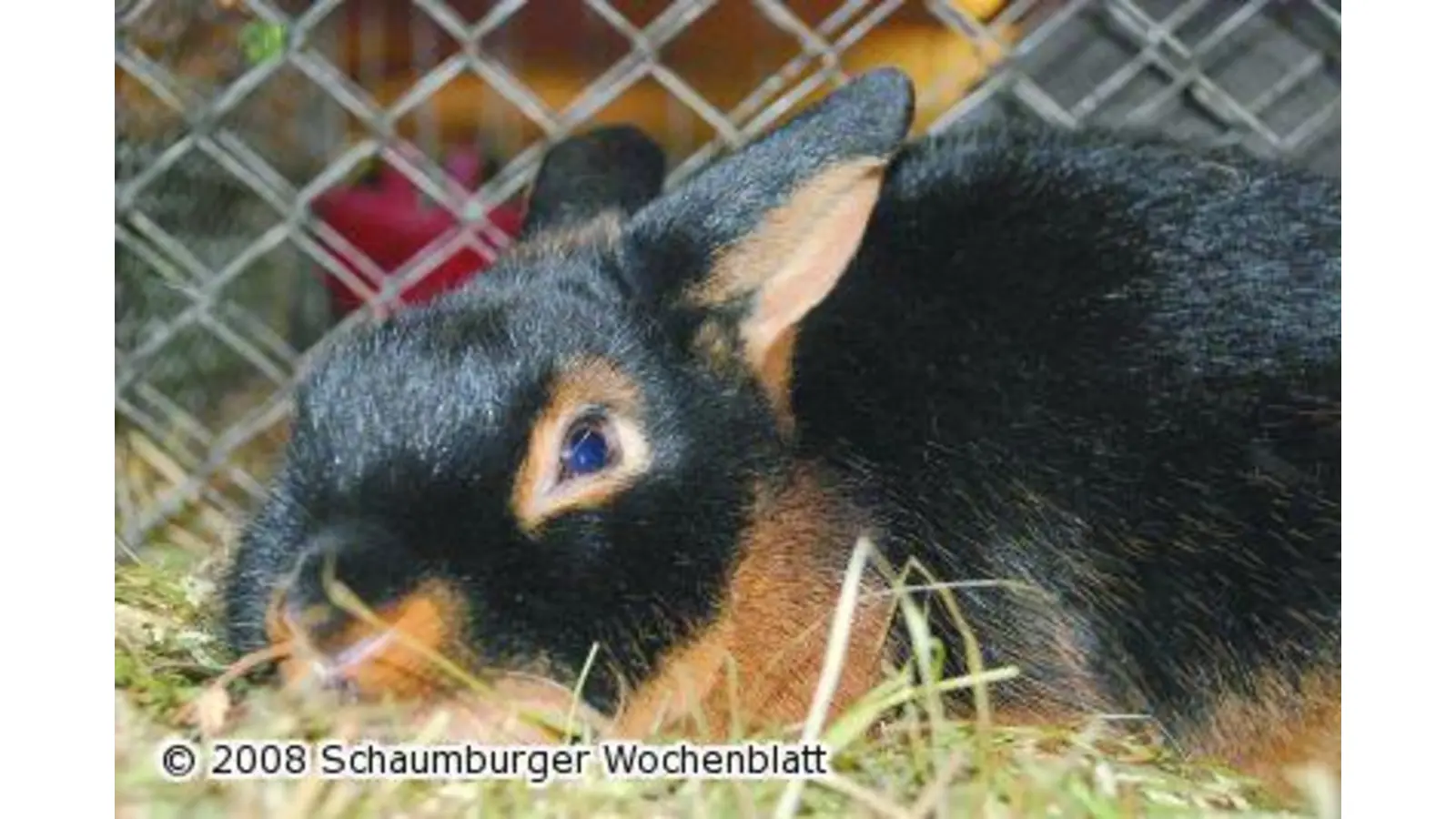 Rassekaninchenschau in der Liethhalle (Foto: red)