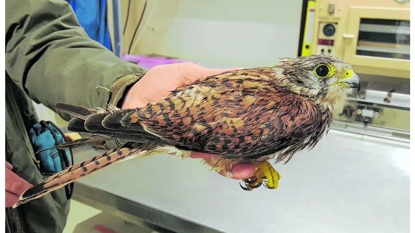Verletzter Turmfalke gerettet (Foto: gr)
