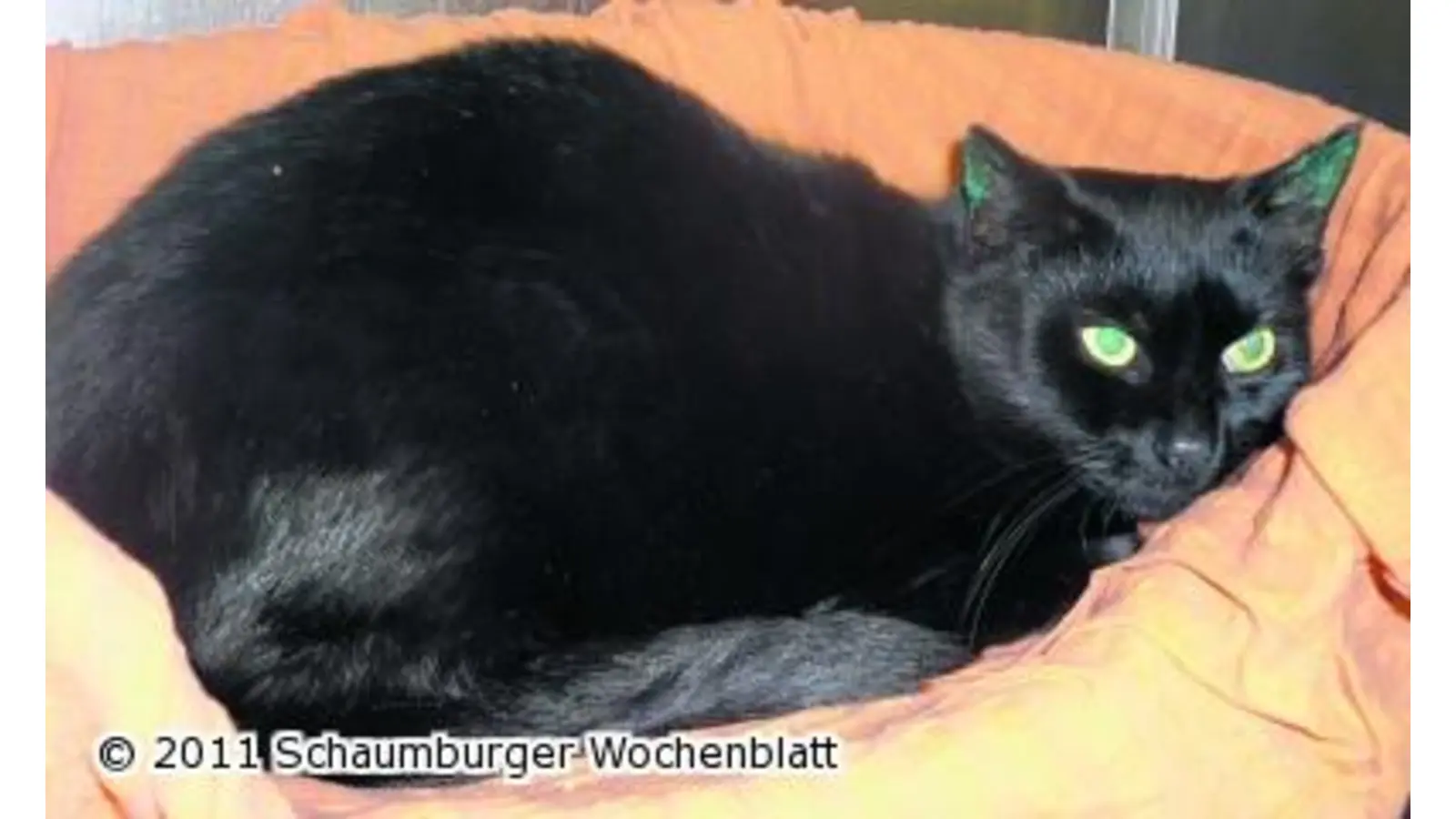 Kater Sylvester sucht ein neues Zuhause (Foto: wtz)