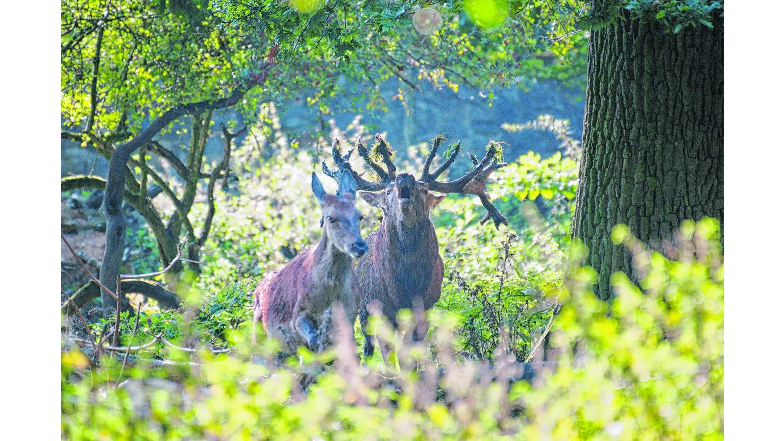 Die Hirsche röhren so schön im Wisentgehege (Foto: mk)