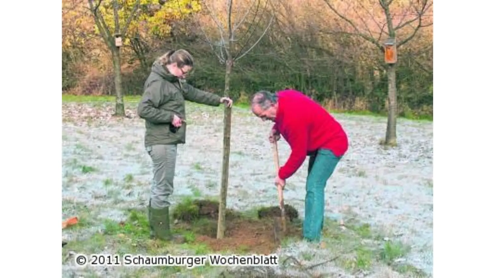Ökologischer Lückenschluss auf der alten Streuobstwiese (Foto: ste)
