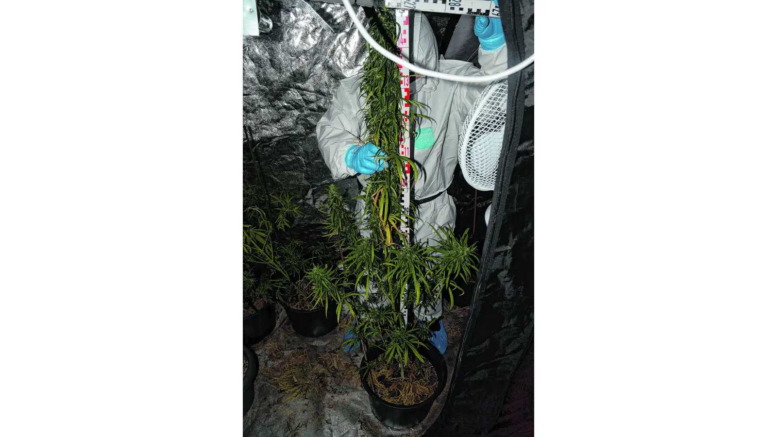 Marihuana-Plantage beschlagnahmt (Foto: gr)