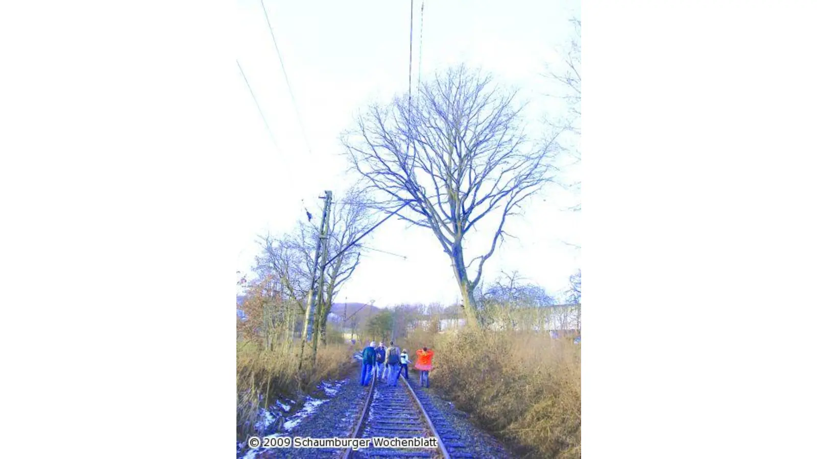Baumkataster an Extertalbahn soll Gefahren mindern helfen (Foto: ste)