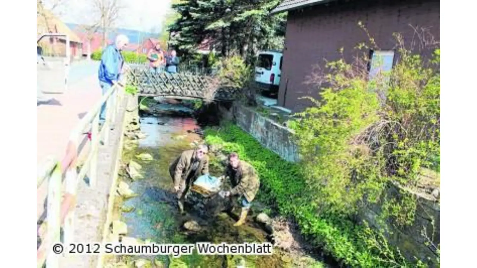 In der Aue liegt ein umgestürzter Baum (Foto: us)