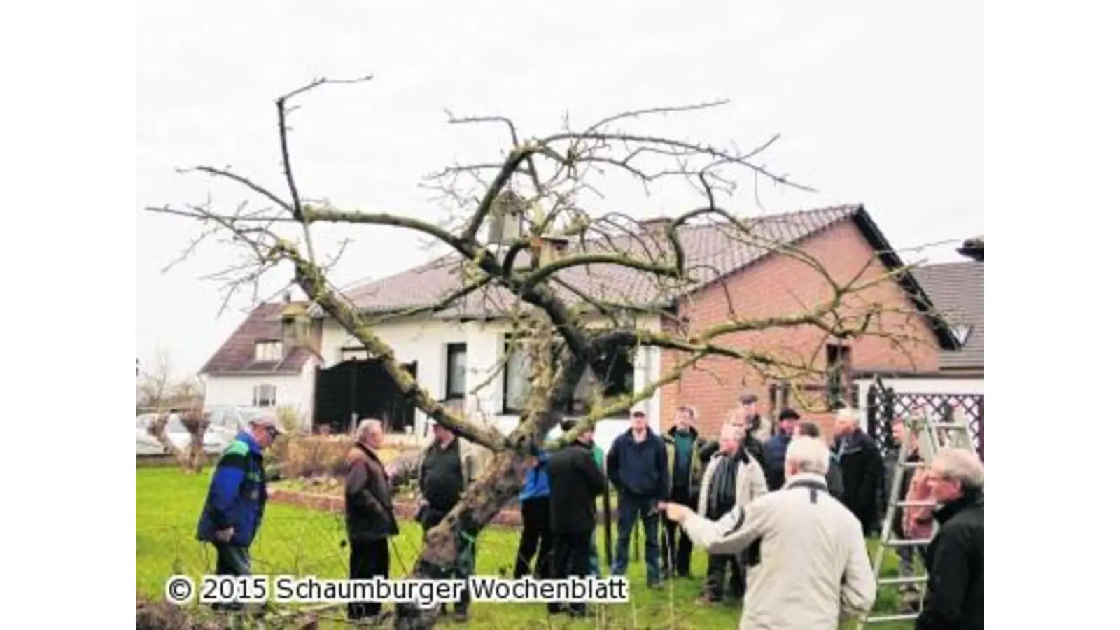 Informativer Obstbaumschnitt (Foto: ste)