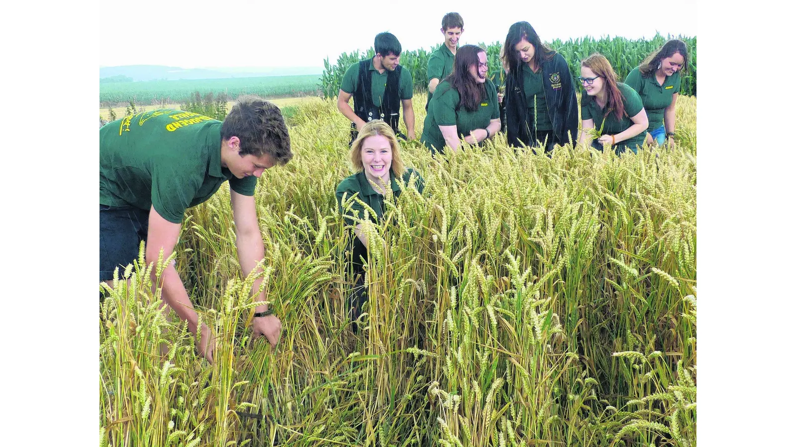 Getreideernte mit der Sichel (Foto: al)
