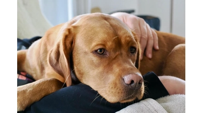 Ein besonderer Therapiehund wird vermisst. (Foto: privat)