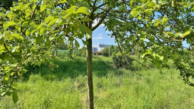 Auf einer rund einen Hektar großen Ausgleichsfläche sollen bald wieder 48 Obstbäume stehen, die nach einer Kooperationsvereinbarung zwischen riha WeserGold und der Obstwiesenland gGmbH gepflegt werden sollen.  (Foto: ste)