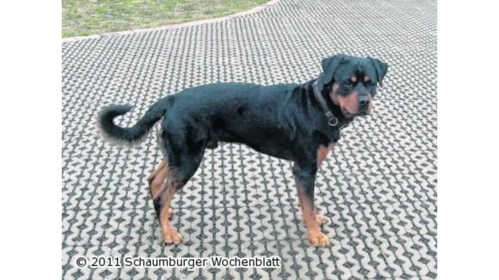 Powerpaket Baxi sucht eine neue Familie (Foto: pd)