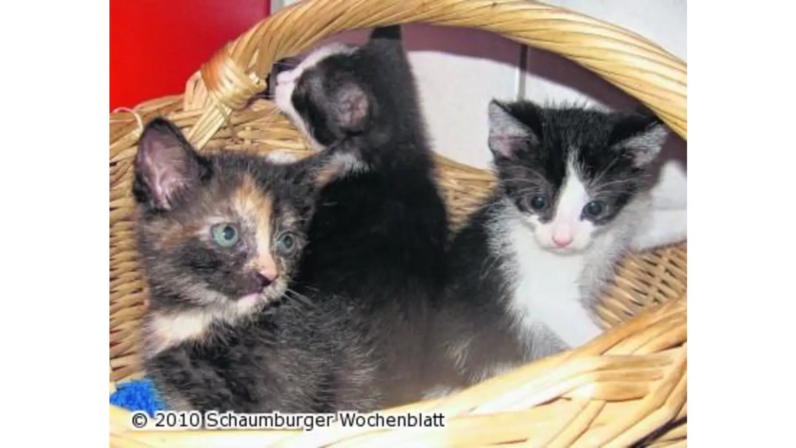 Viele Katzenbabys suchen ein Zuhause (Foto: wtz)