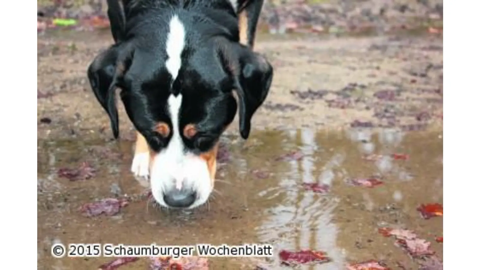 Stille Wasser können gefährlich sein (Foto: jl)