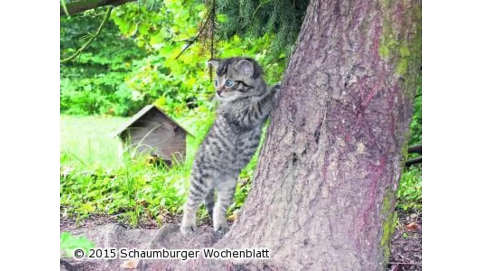 Die Bingo-Umweltstiftung fördert die Wildkatzen-Pflege (Foto: em)