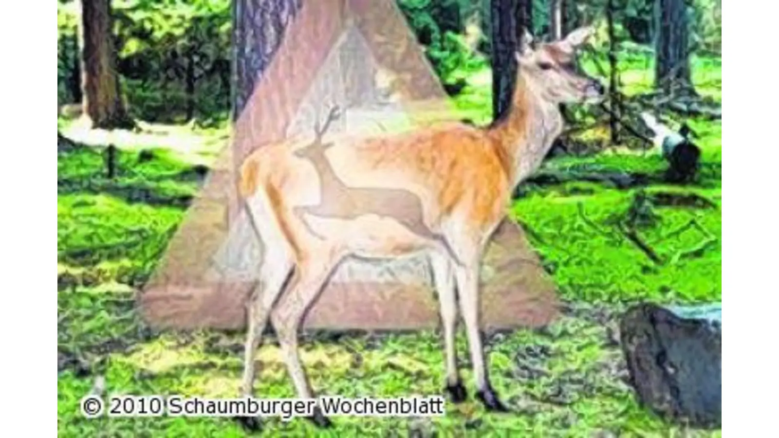 Bei Wildwechsel sofort runter vom Gas (Foto: em)