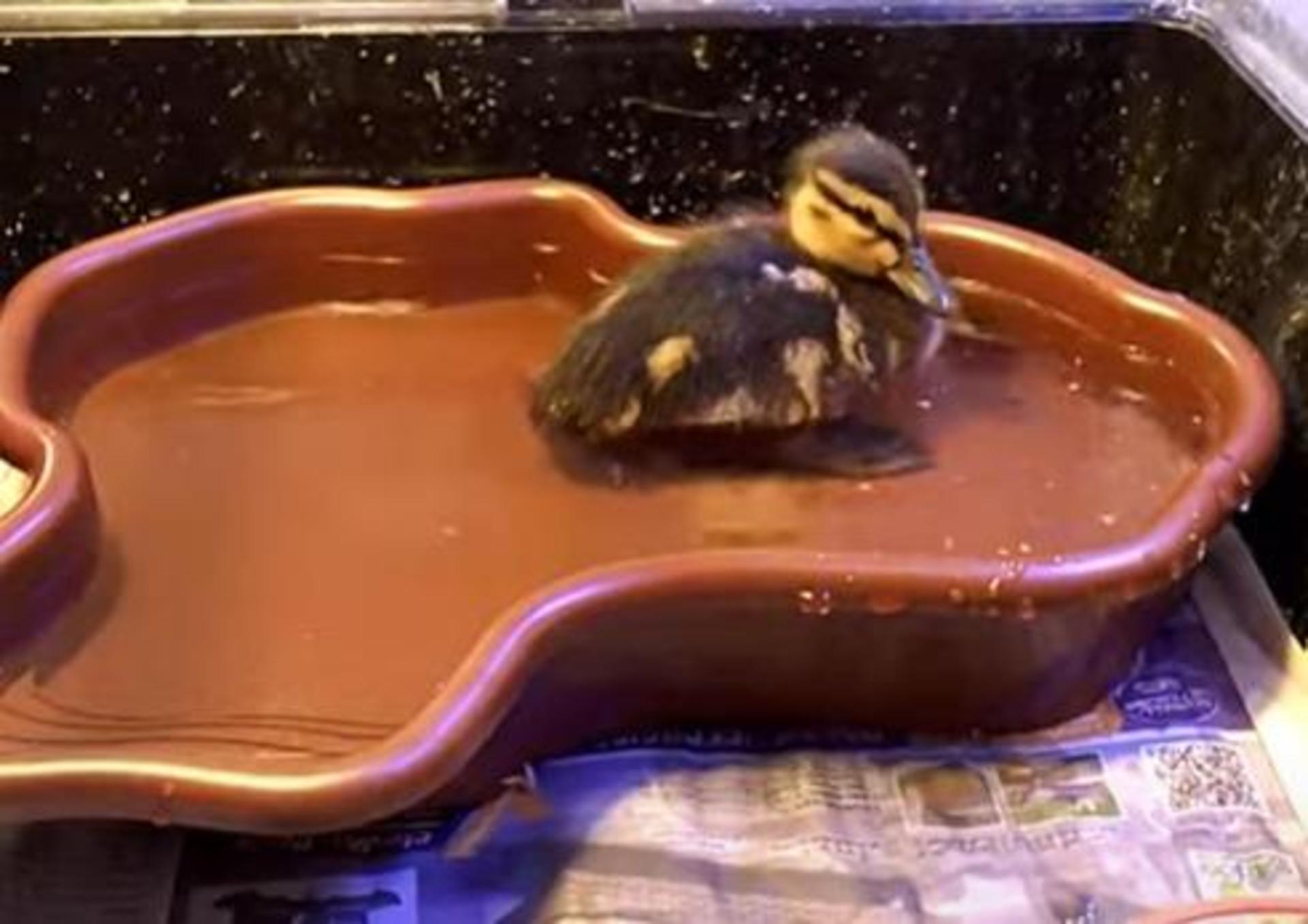 Wasser ist (nicht nur) für kleine Enten ein wichtiger Rückzugsort. (Foto: nd)
