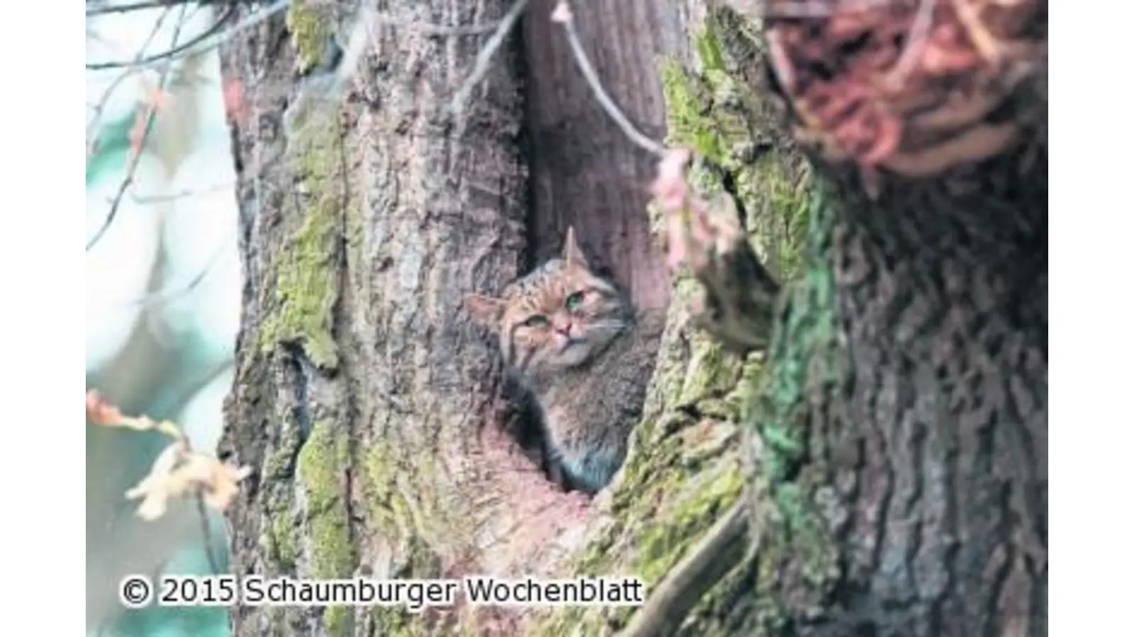 Wildkatzenanlage im Wisentgehege offiziell eröffnet (Foto: red)