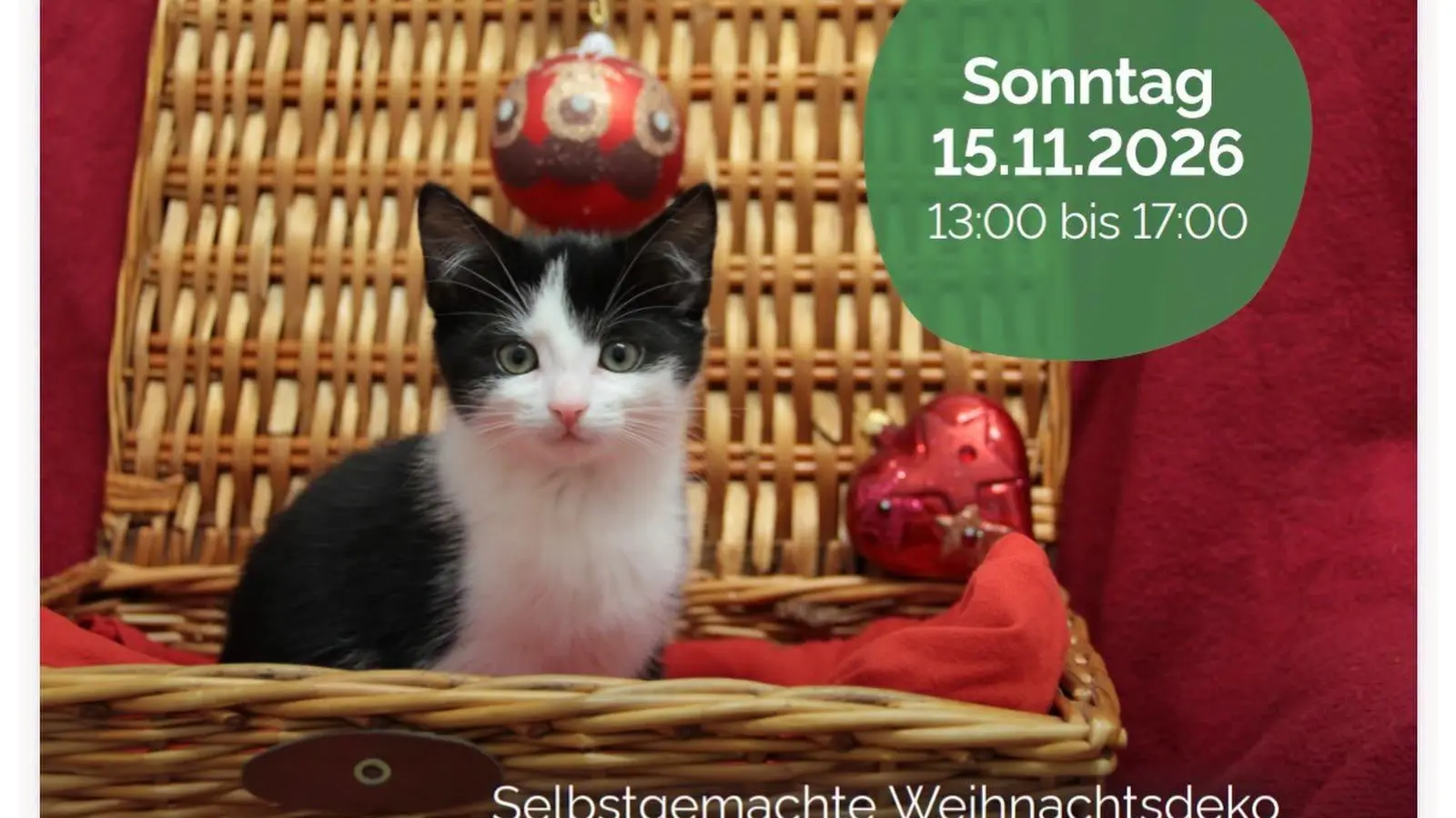 Am 15. November lädt die Tierschutzliga in das Tierheim Bückeburg ein. (Foto: privat)