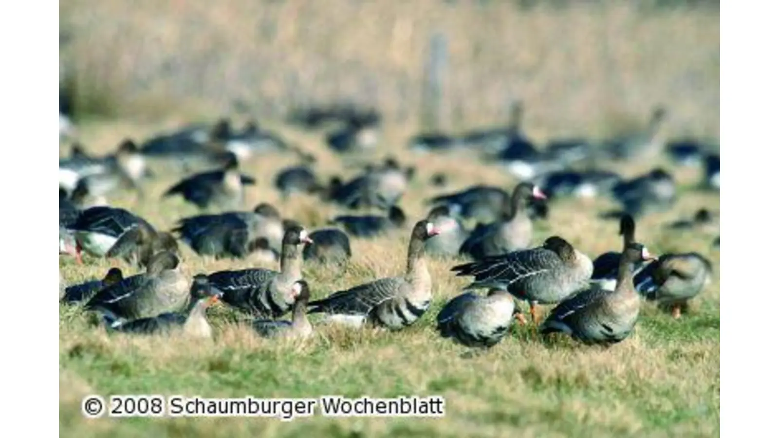 Himmlische Grüße aus der Arktis (Foto: red)