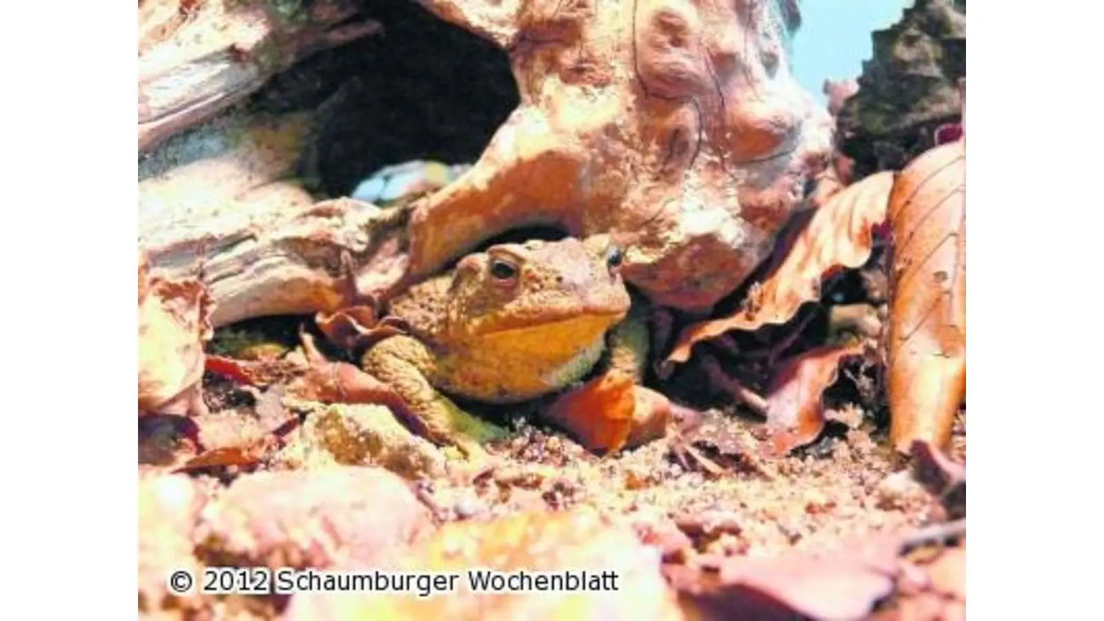 Erdkröte ist Lurch des Jahres (Foto: jo)