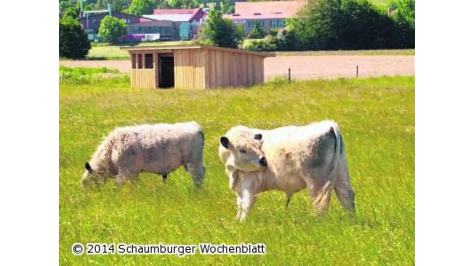 Weidetiere halten Einzug in Auenlandschaft (Foto: ste)