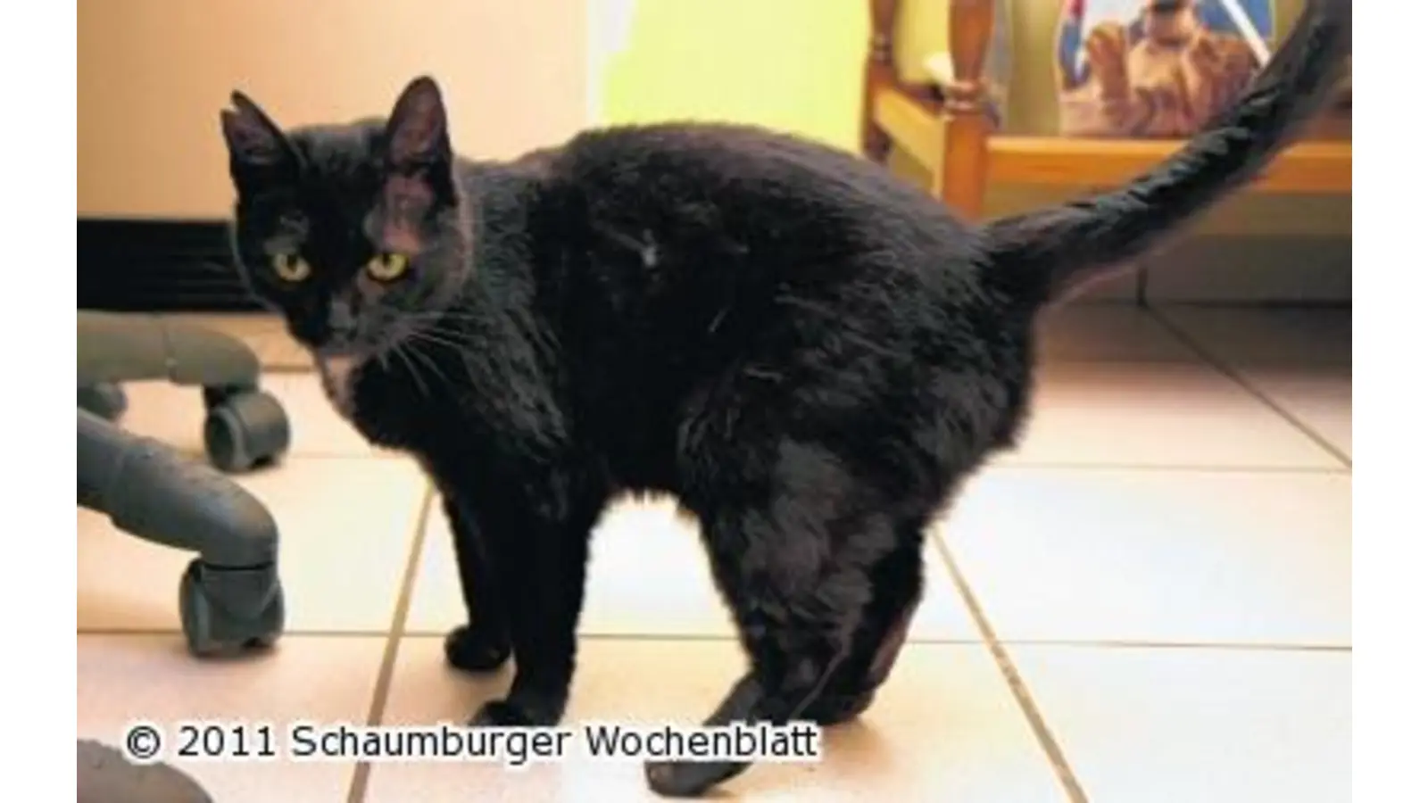 Cherrie sucht neues Zuhause (Foto: bb)