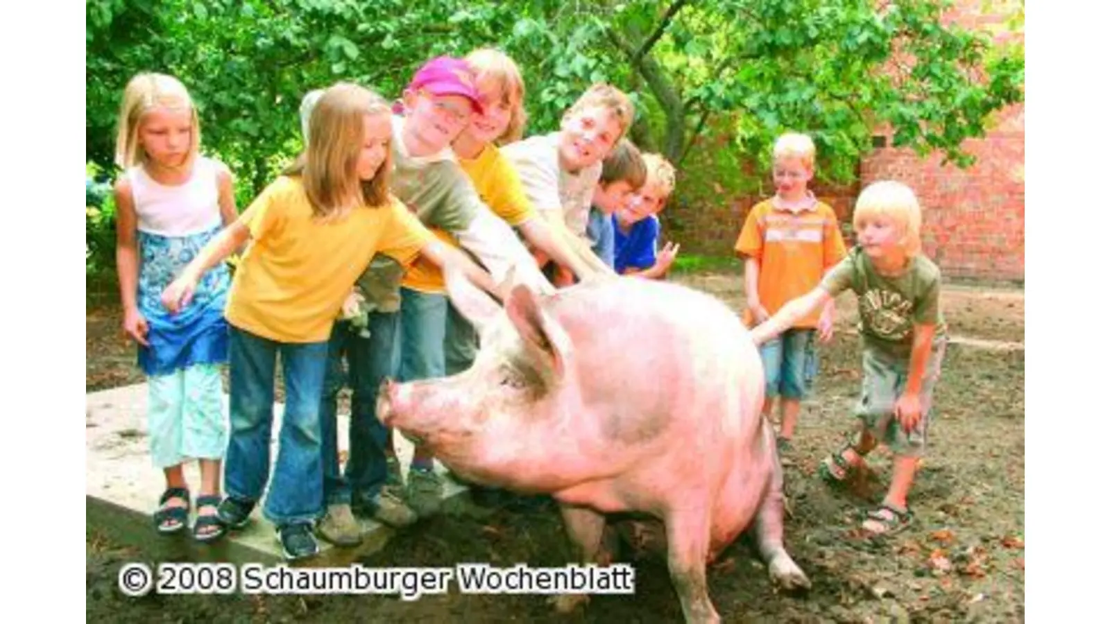 Schweine streicheln und Kuchen essen (Foto: bb)