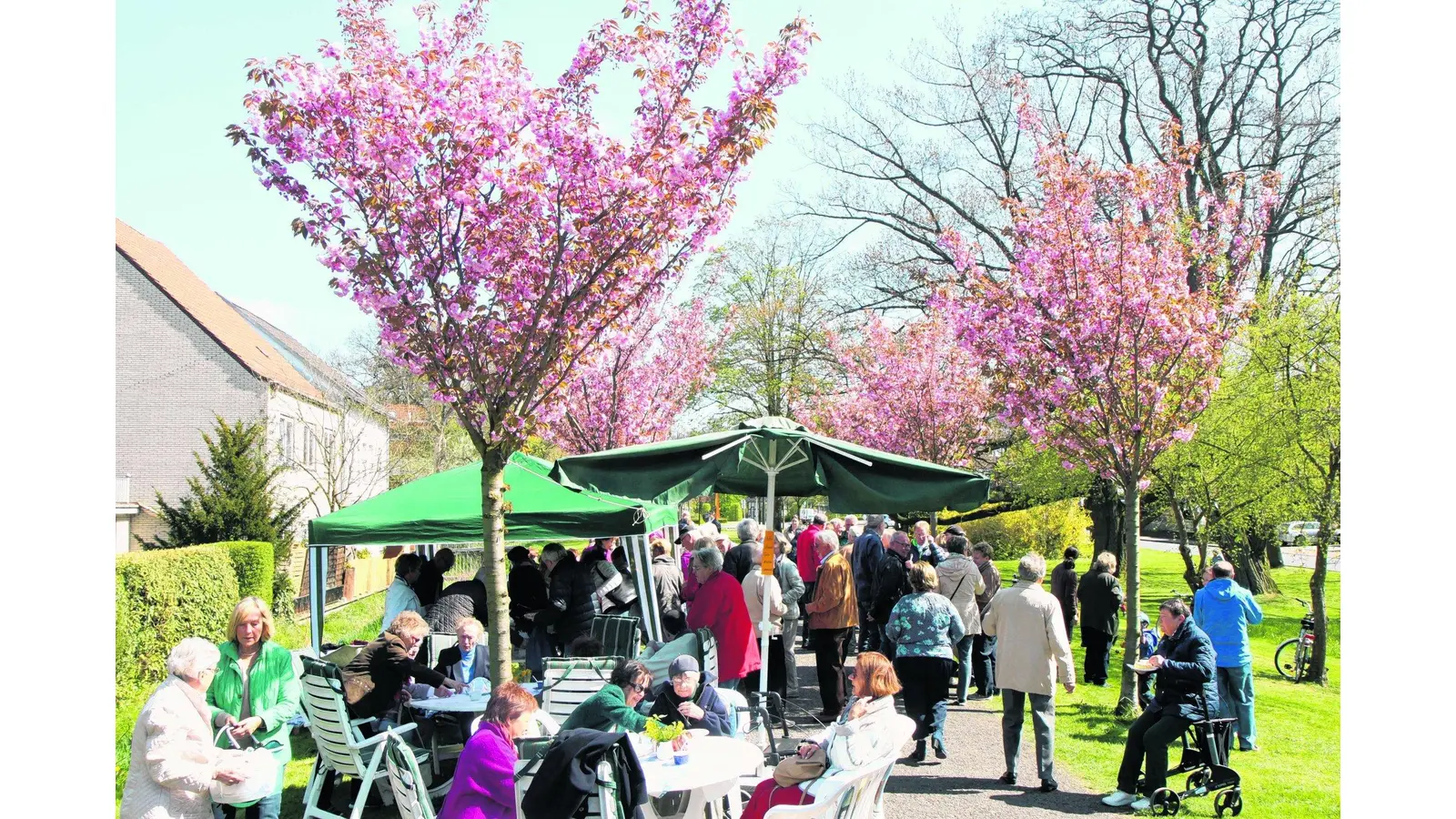 Eine Feldahorn-Allee soll entstehen (Foto: red)