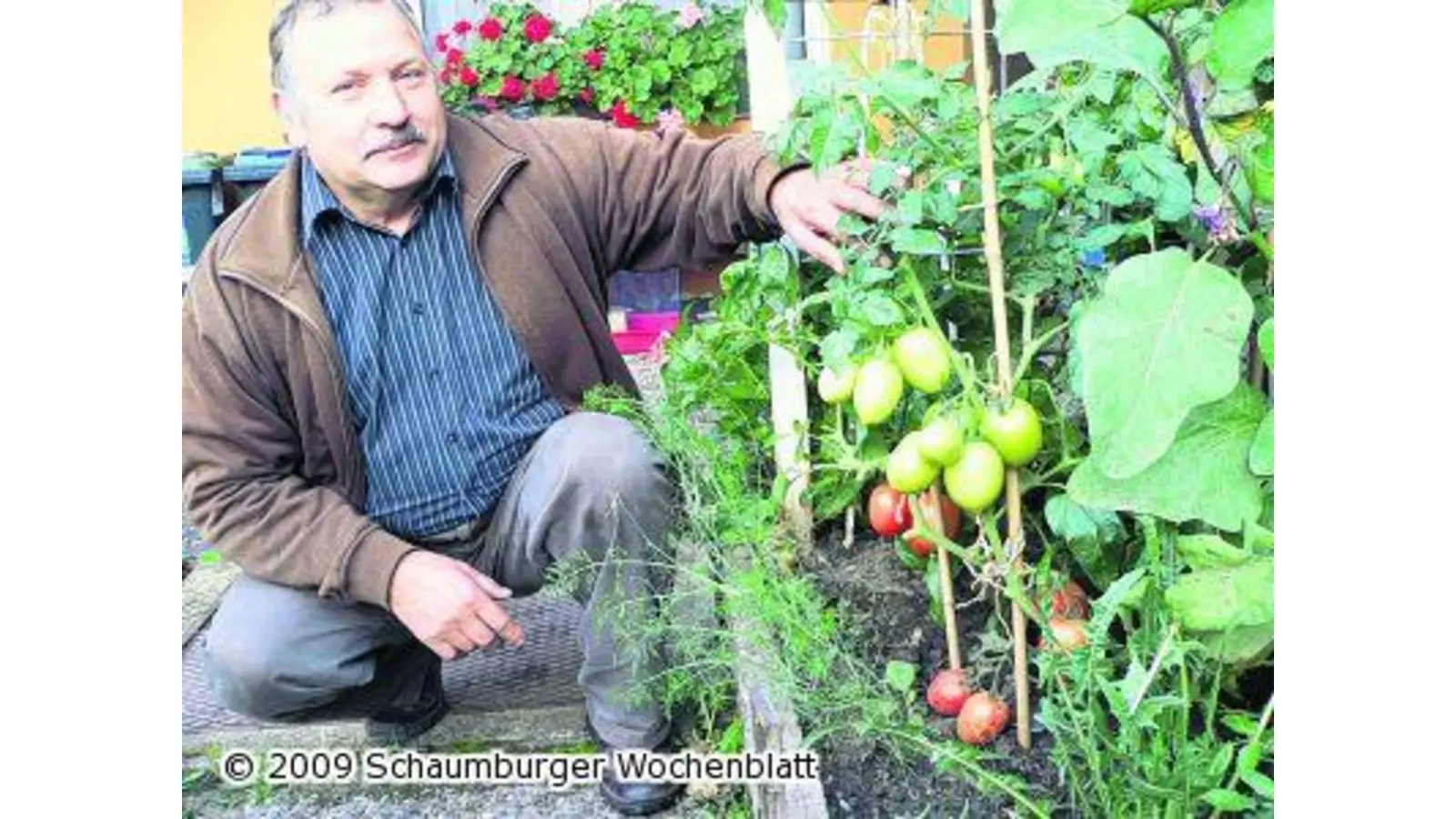 Auberginen gleich hinter dem Haus (Foto: al)