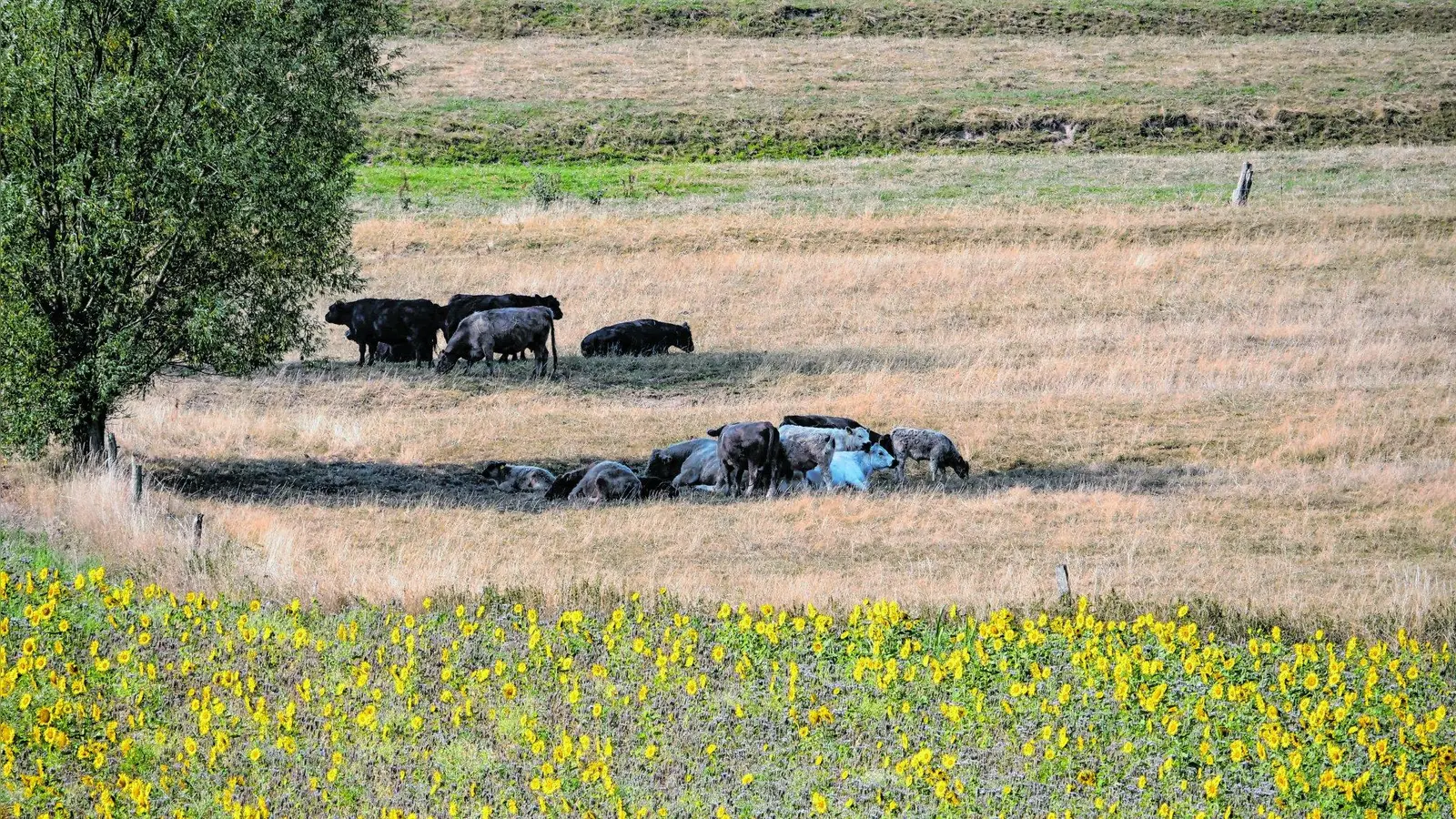 Den Rindern geht das Futter aus (Foto: jb)
