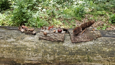 Dem Fuchs auf der Spur: Interessanten Spaziergang durch den Wald. (Foto: privat)