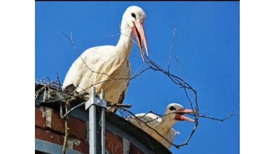 Zwei Störche haben den Nestbau auf einem Schornstein auf dem ehmaligen Casala-Gelände gestartet- (Foto: privat)