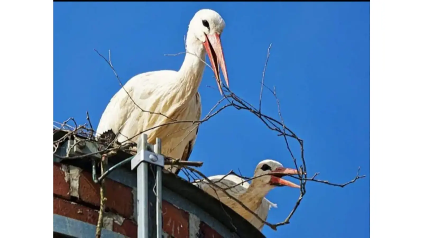 Zwei Störche haben den Nestbau auf einem Schornstein auf dem ehmaligen Casala-Gelände gestartet- (Foto: privat)