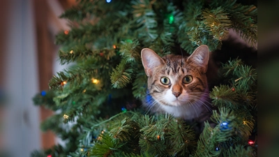 Möglicherweise eine Gefahr: Katze im Tannenbaum. (Foto: privat)