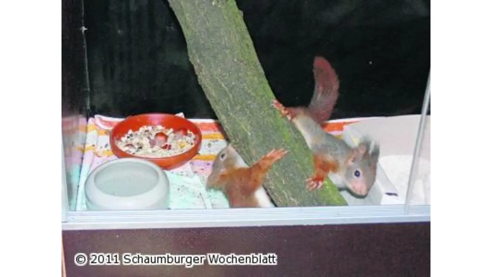 Kleine Entdecker und flinke Eichhörnchen (Foto: em)