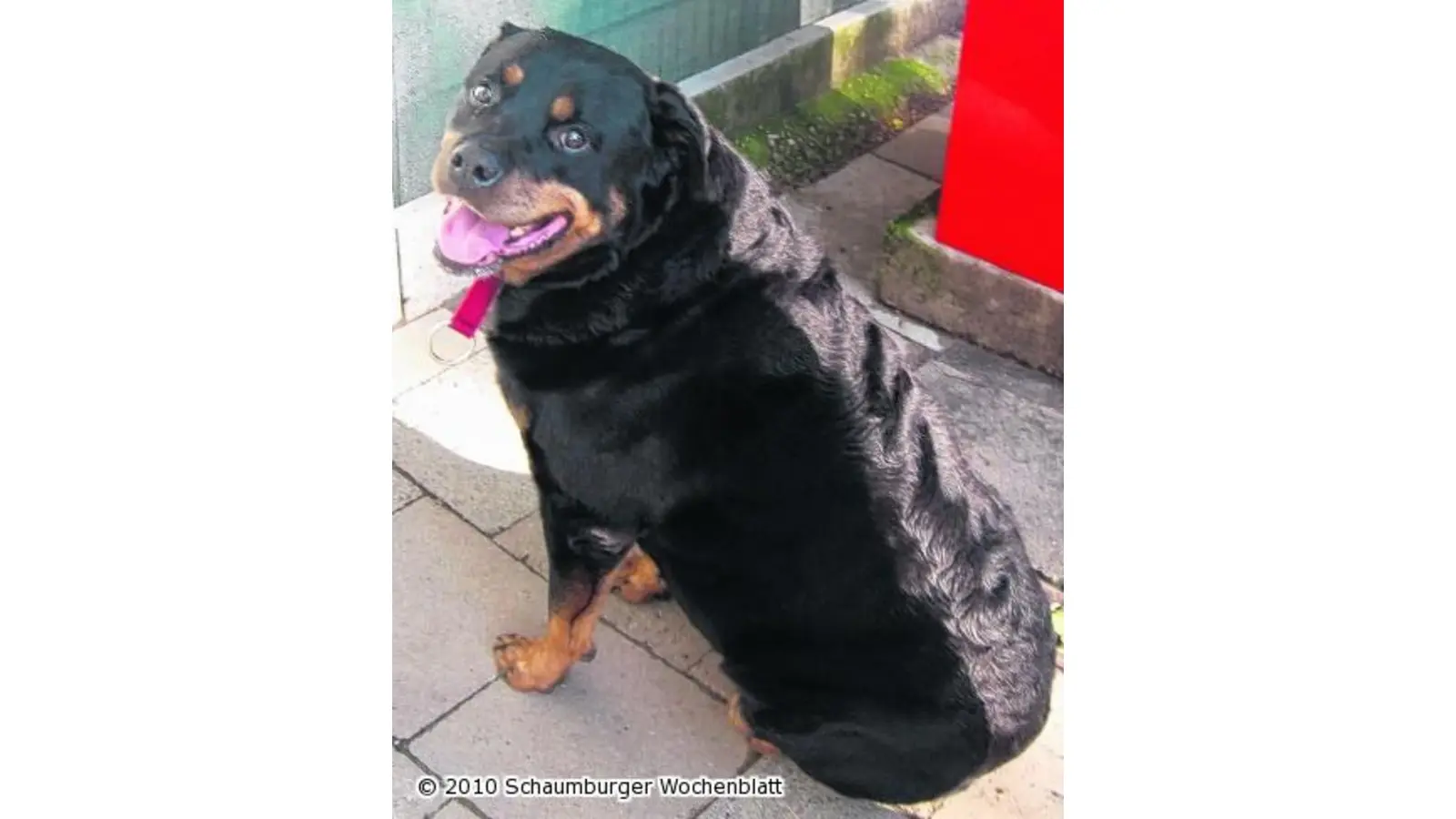 Rottweiler sucht ein Zuhause (Foto: wtz)