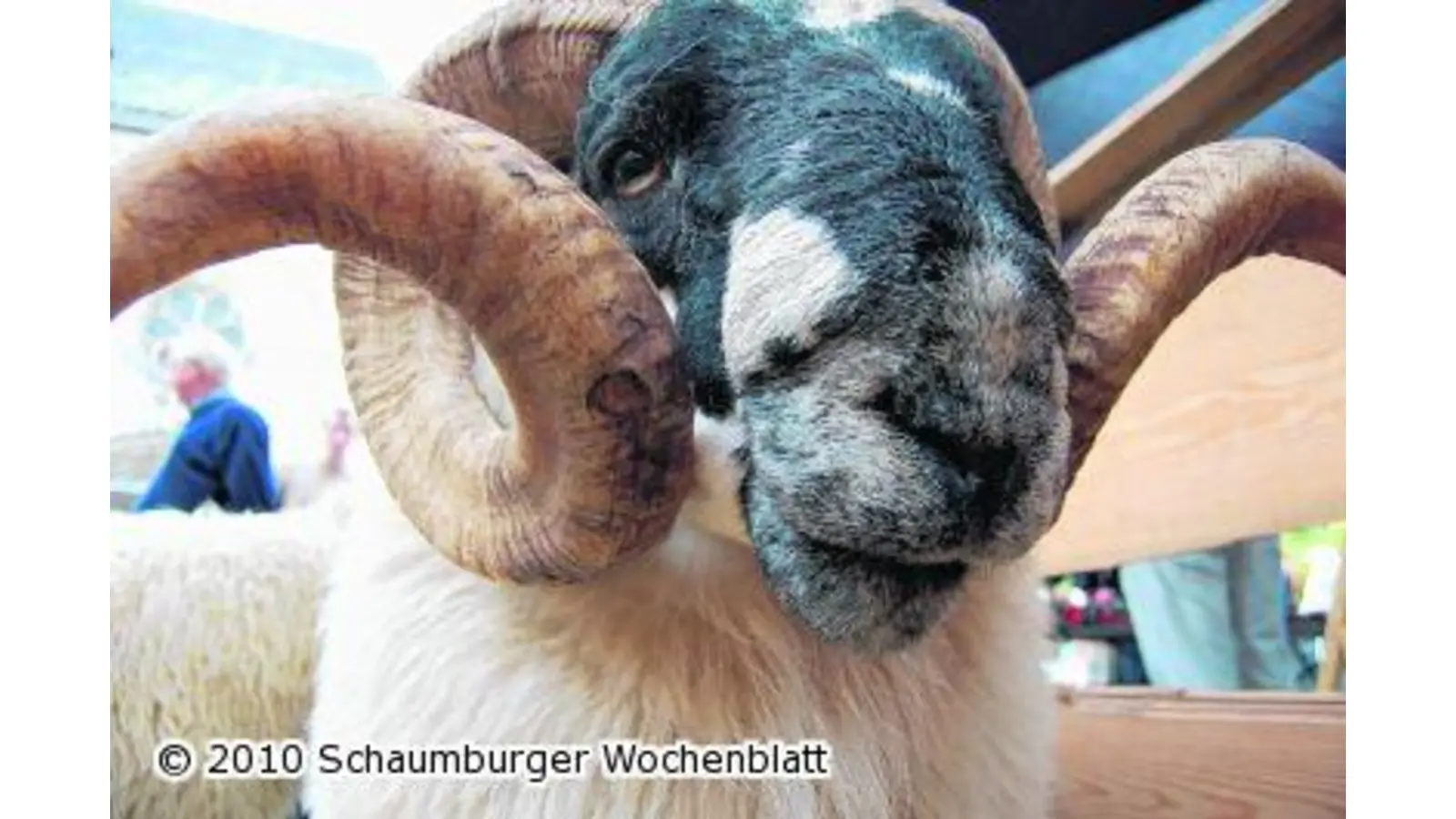 Bauernmarkt mit Bioprodukten (Foto: ste)