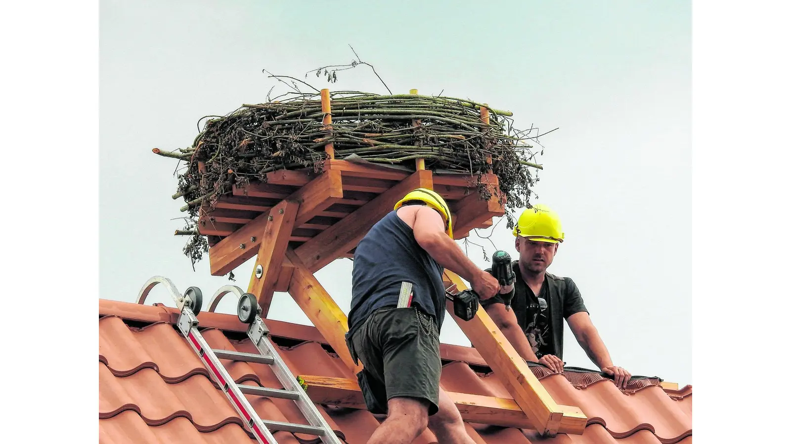 Ein Storchennest auf dem Rittergut (Foto: ste)