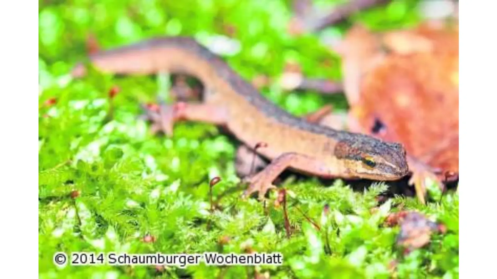 Amphibien sicher geleitet (Foto: ste)