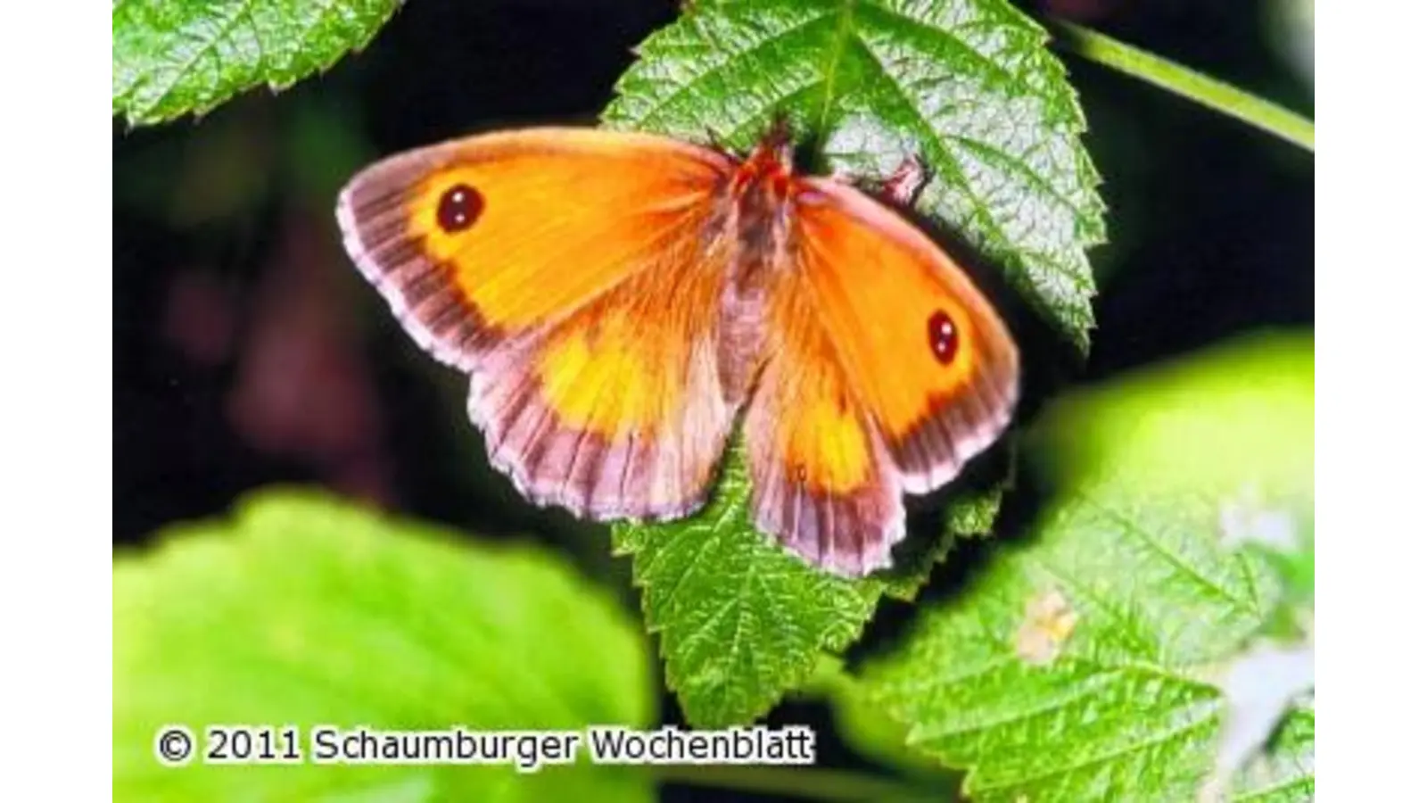 Auf der Suche nach dem Ochsenauge (Foto: em)