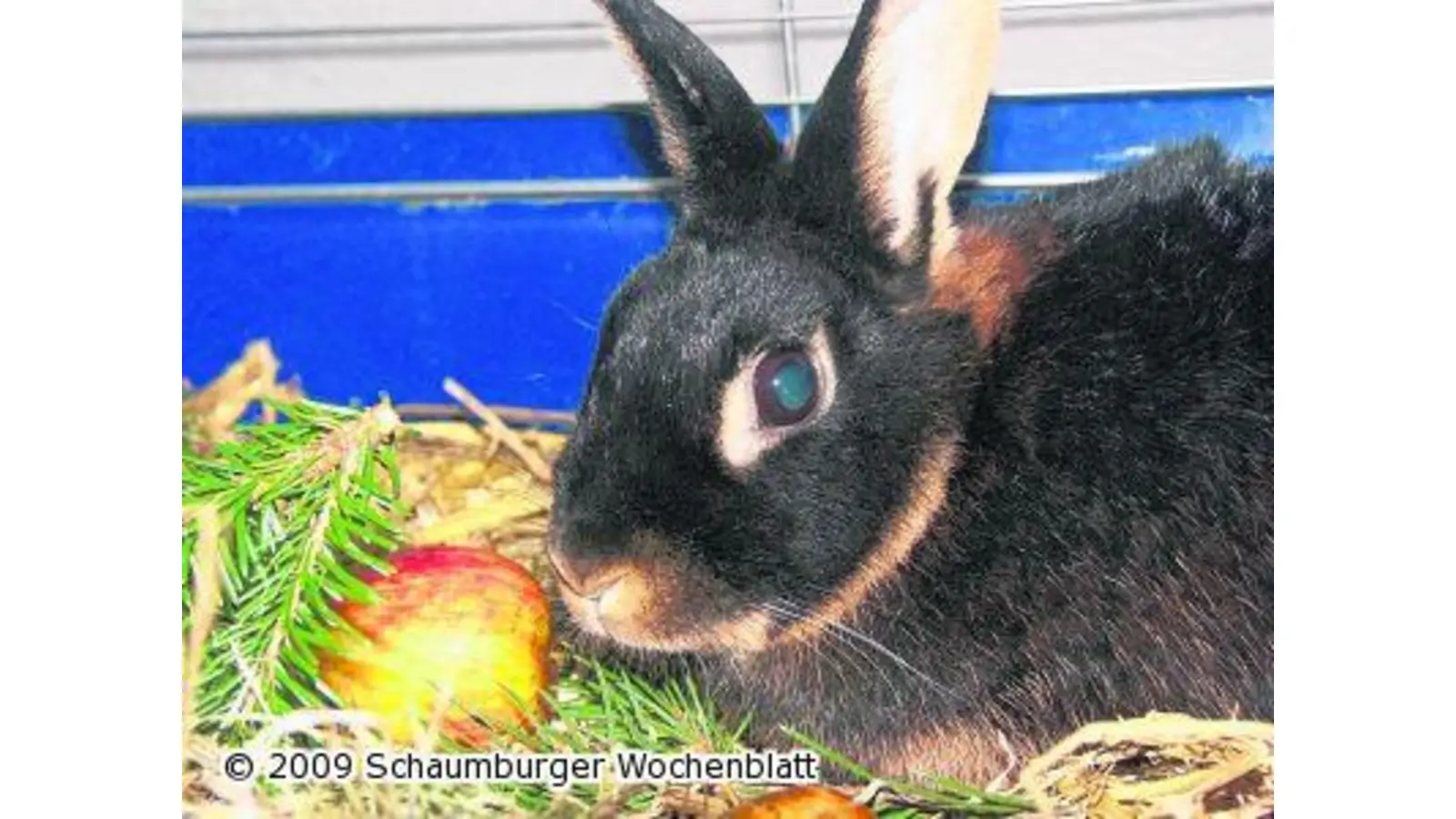 Zweitägige Rassekaninchenschau (Foto: red)