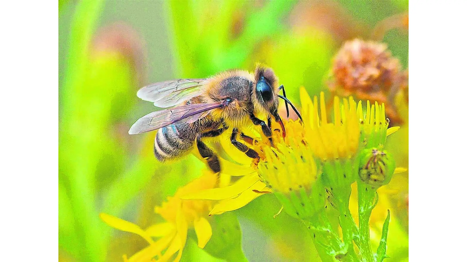 Insektenfreundliche Gärten sind im Trend (Foto: ste)