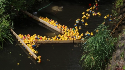 Entenstau kurz vor der Zielgeraden.  (Foto: gi)