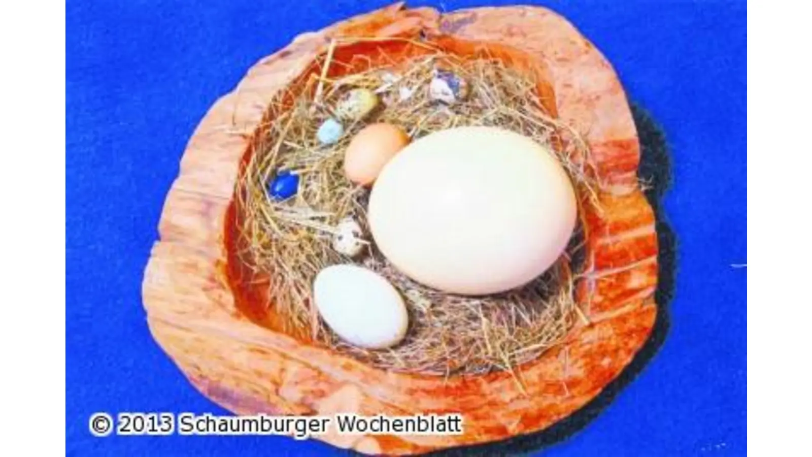 Wenn aus Eiern flauschige Küken werden (Foto: red)