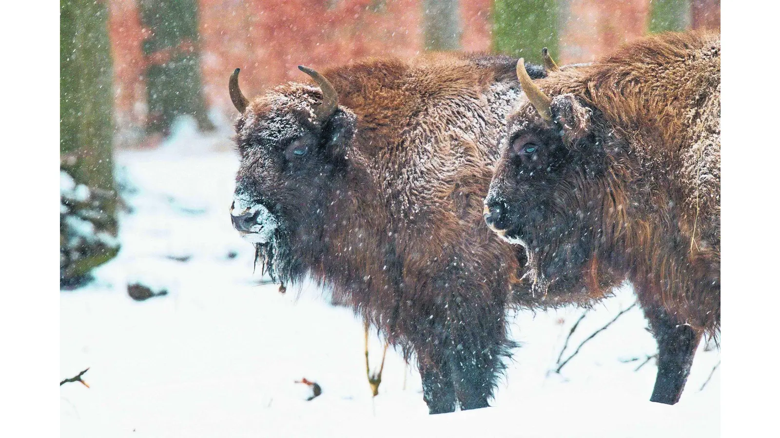Für alle Wild-Entschlossenen gibt es das passende Weihnachtsgeschenk (Foto: red)