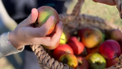 Über ihn gibt es viel zu erzählen: Der Apfel. (Foto: privat)