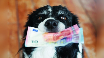 Hunde bringen nicht nur Stöckchen - sie bringen auch Geld in die kommunalen Kassen.  (Foto: adobeStock)