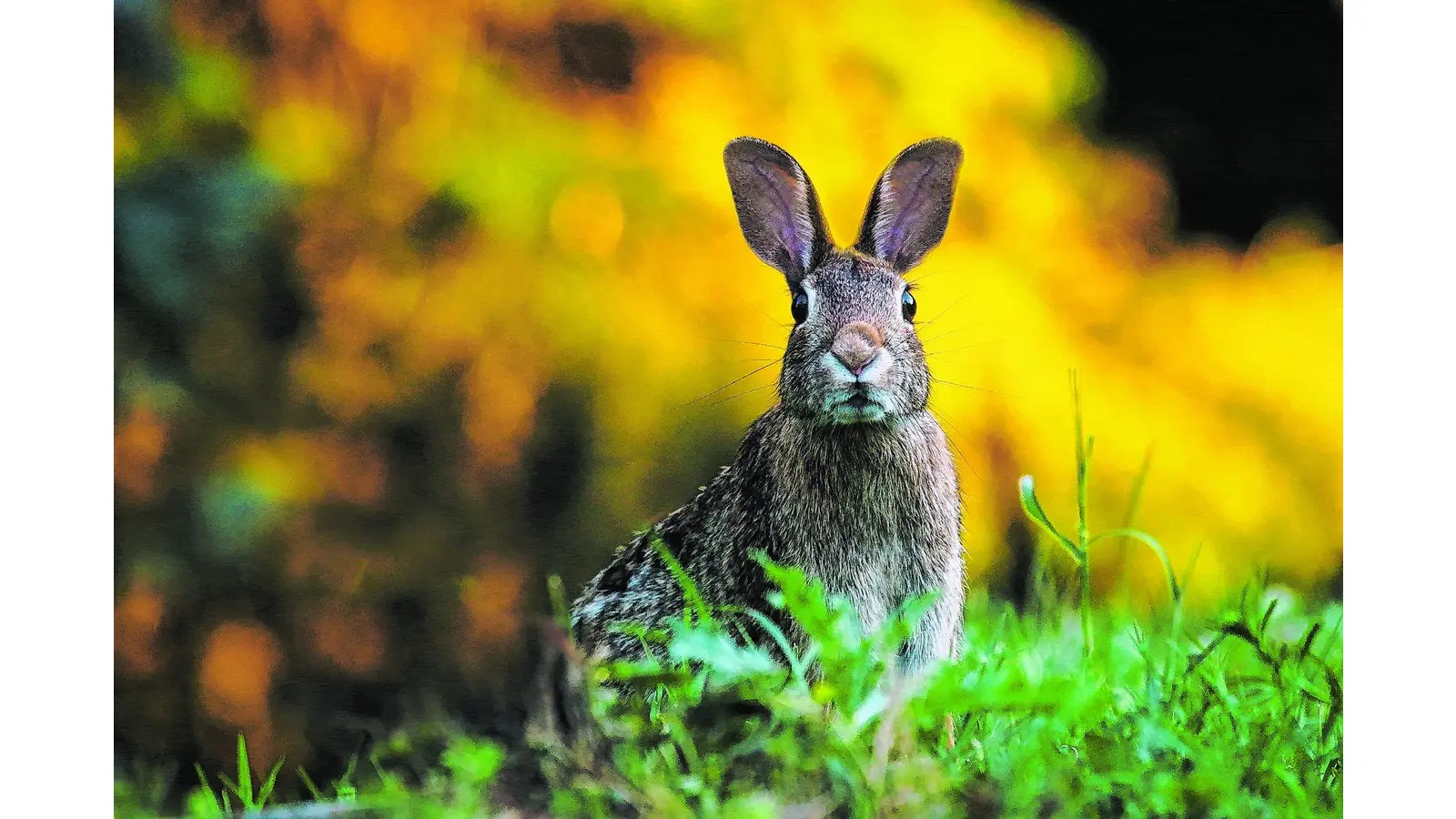 Chinaseuche bei wilden Kaninchen nachgewiesen (Foto: tr)