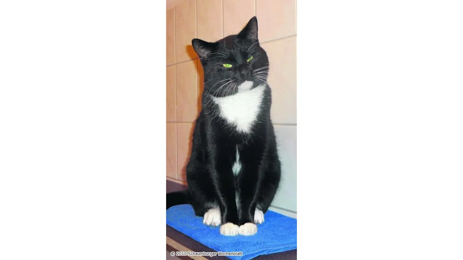 Kater Paulchen braucht eine neue Bleibe (Foto: wtz)