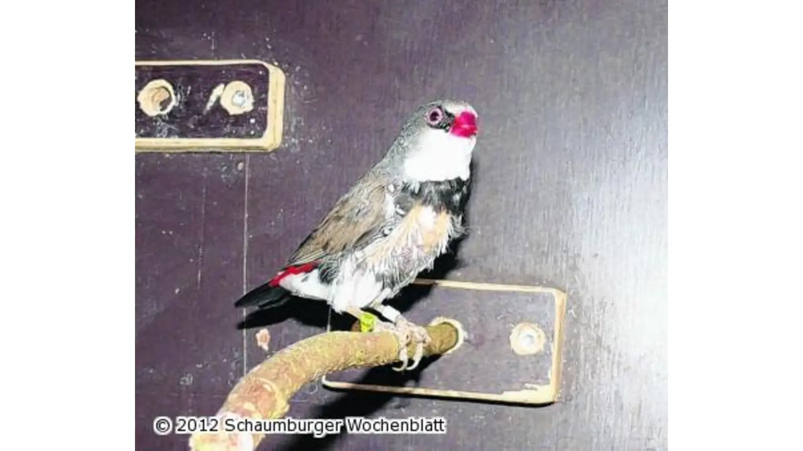 Suchmeldung von der Wildtierstation (Foto: sowi)