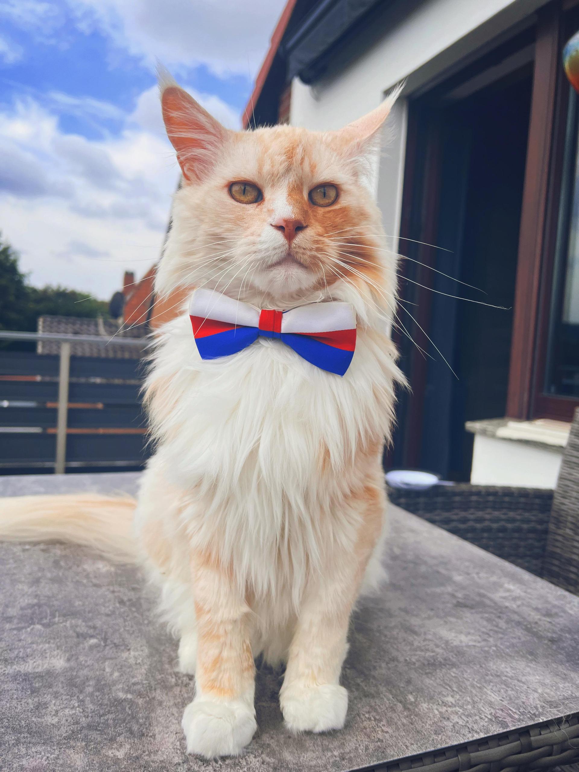 Katzen Top Ten - nicht nach der Platzierung sortiert. (Foto: *privat)